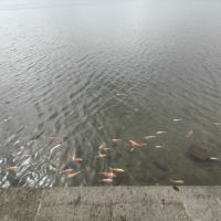 評論圖片 7
