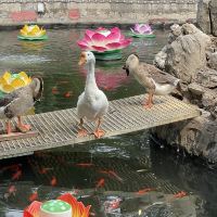 評論圖片 9