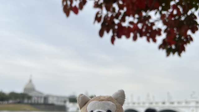 review picture