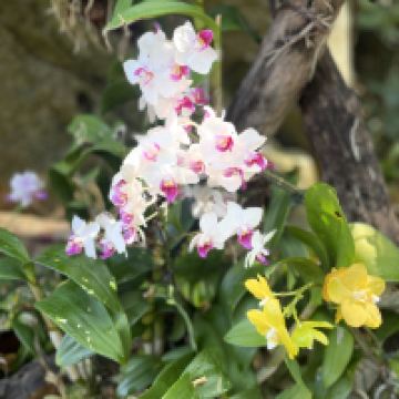 評論圖片 3