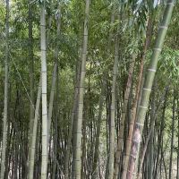 評論圖片 3
