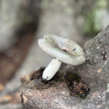評論圖片 4