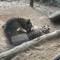 評論圖片 4