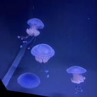 評論圖片 3