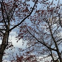評論圖片 2