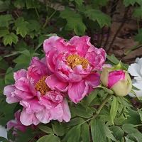 評論圖片 4