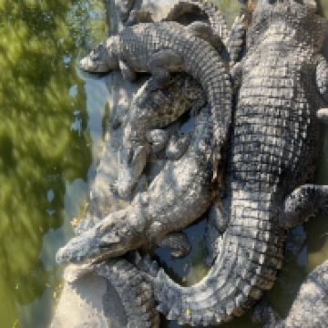 評論圖片 8