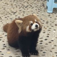 評論圖片 2