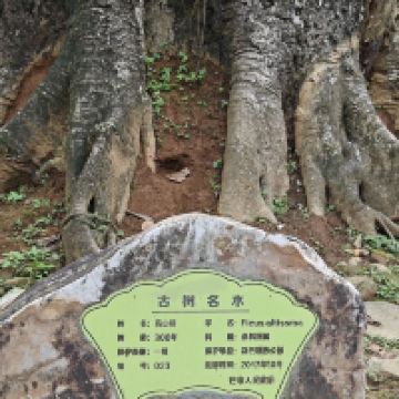 評論圖片 1