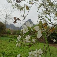 評論圖片 8