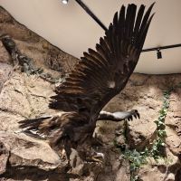 評論圖片 1