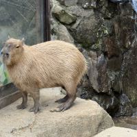 評論圖片 4