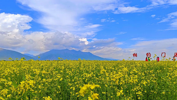 Rapeseed flower viewing in Menyuan