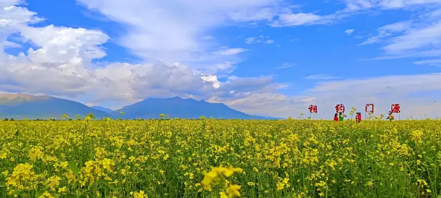 Rapeseed flower viewing in Menyuan