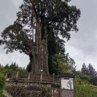 評論圖片 9