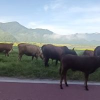 評論圖片 1