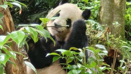 可爱的大熊猫 小熊猫 真的只有自己亲眼见过后才深有体会 排队