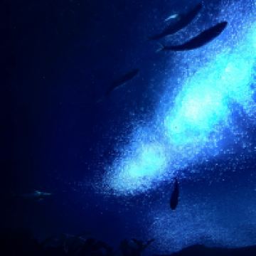 評論圖片 7