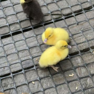 評論圖片 4