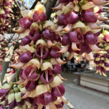 評論圖片 1