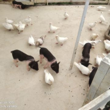 評論圖片 3