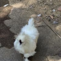 評論圖片 5