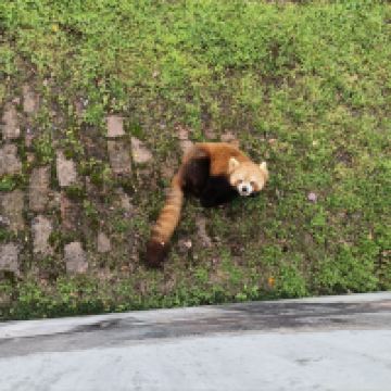 評論圖片 3