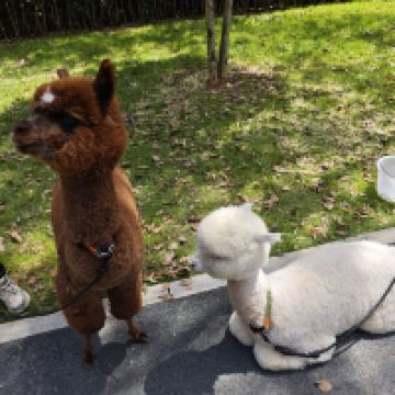 評論圖片 1