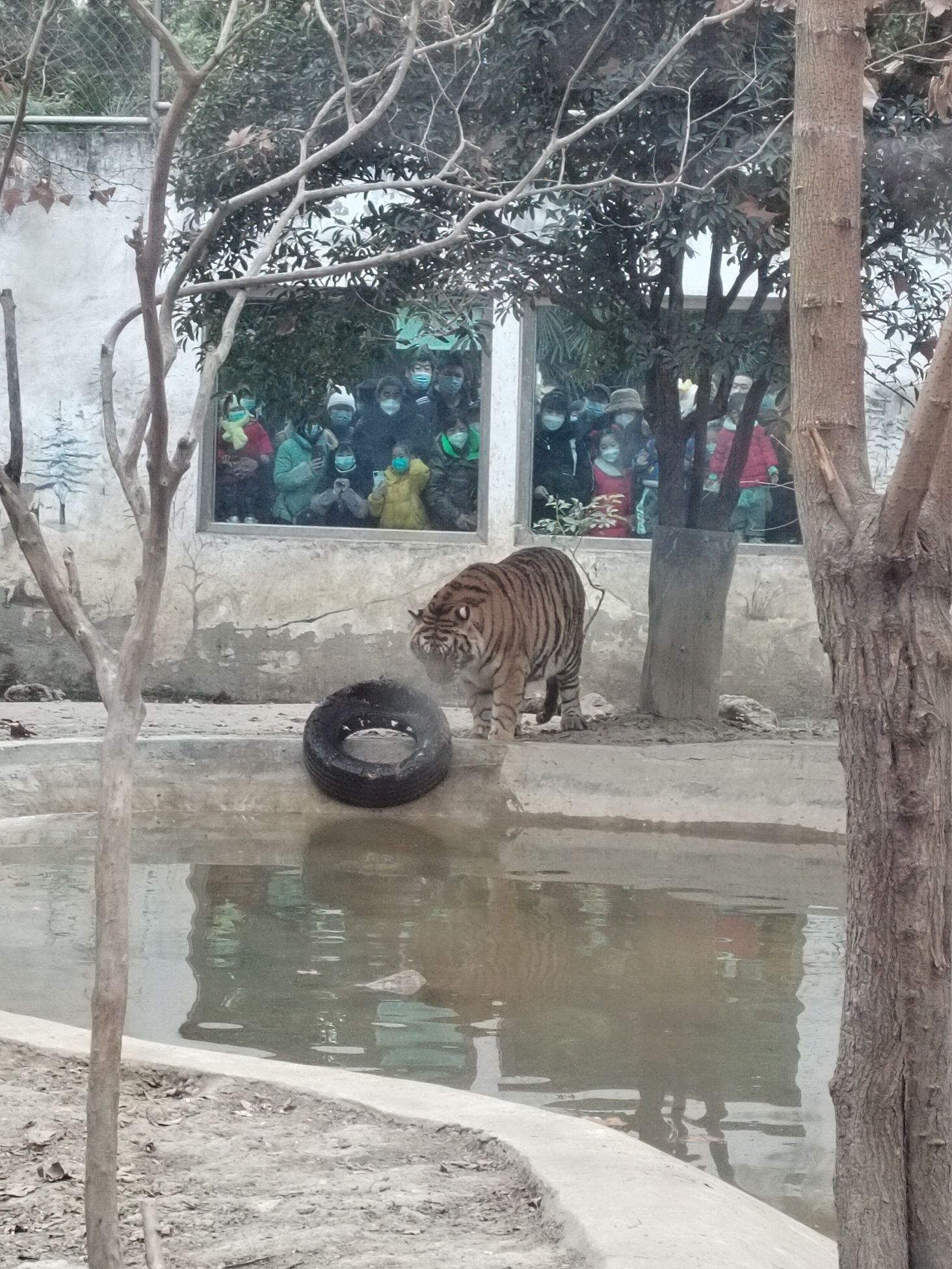 Chengdu Zoo attraction reviews - Chengdu Zoo tickets - Chengdu Zoo discounts - Chengdu Zoo transportation, address, opening hours - attractions, hotels, and food near Chengdu Zoo Chengdu Zoo attraction reviews - Chengdu Zoo tickets - Chengdu Zoo discounts - Chengdu Zoo transportation, address, opening hours - attractions, hotels, and food near Chengdu Zoo