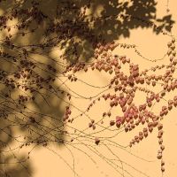 評論圖片 4