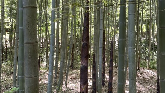 其实即便避开节假日，来南山竹海玩的游客也挺多的。小火车，地缆