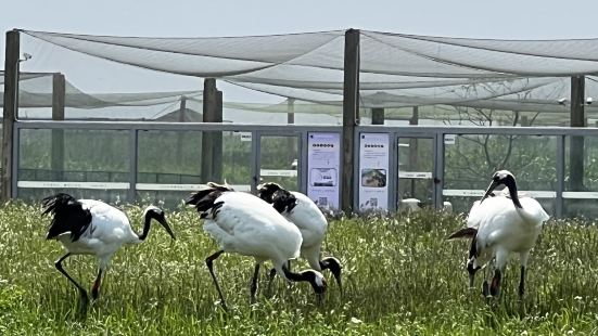 來鹽城遊玩去丹頂鶴濕地公園就是為了觀看放飛丹頂鶴，雖然放飛數