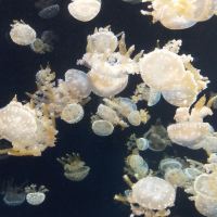 評論圖片 1