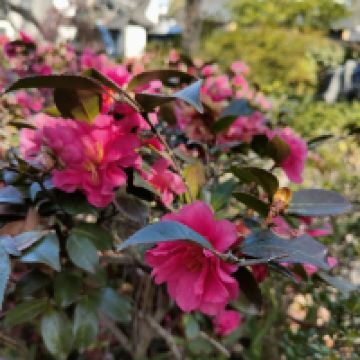 評論圖片 6