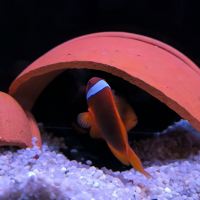 評論圖片 1