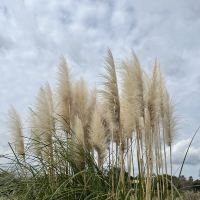 評論圖片 2