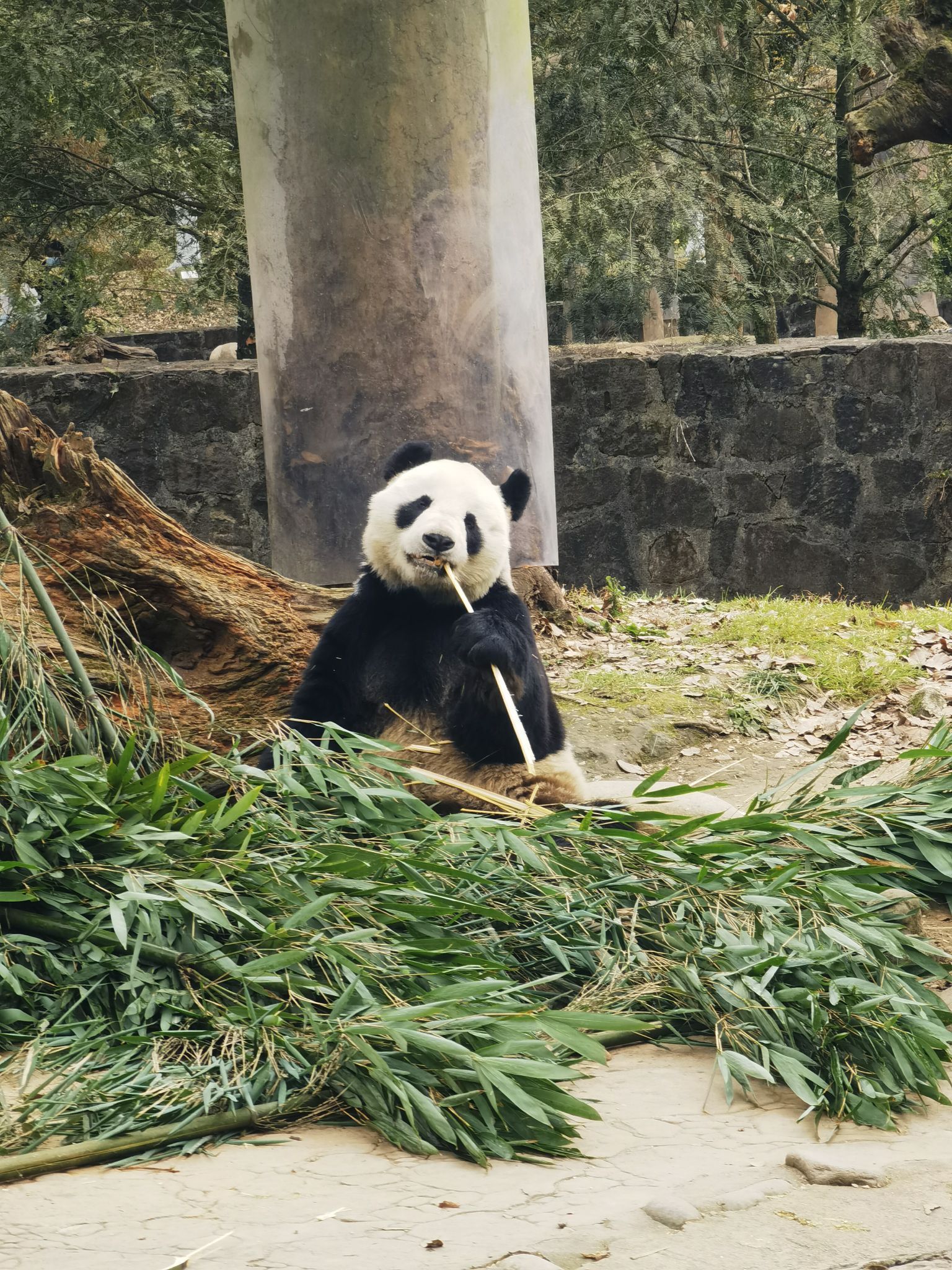中国パンダ保護研究センター 写真集「中国保護大熊猫研究中心」CCRCGP