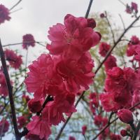 評論圖片 7