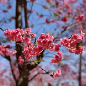 評論圖片 8