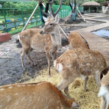 評論圖片 7