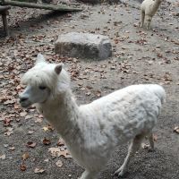評論圖片 8