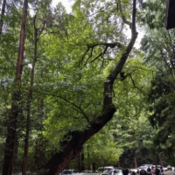 評論圖片 1