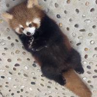 評論圖片 1
