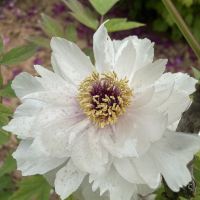 評論圖片 7