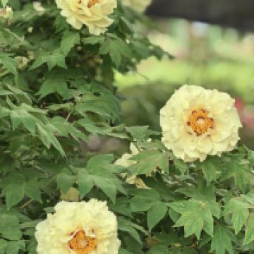 評論圖片 3