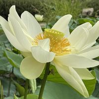 評論圖片 3