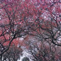 評論圖片 3