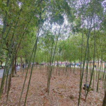 評論圖片 2