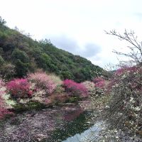 評論圖片 6
