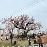 評論圖片 5